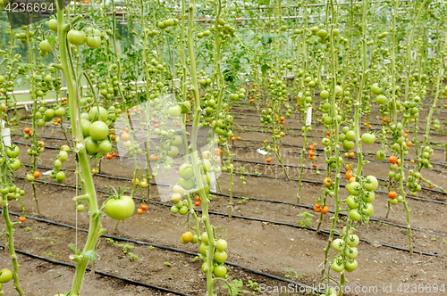 Image of tomatoes in greenhouses