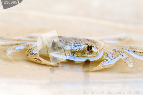 Image of Freshwater land crab