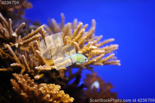 Image of Fish and corals of the Red Sea