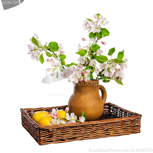 Image of Branch of blossoming apple-tree in clay pitcher on white backgro