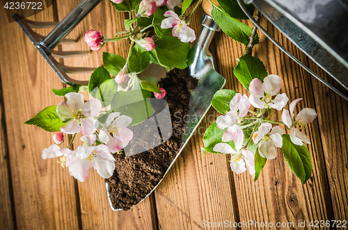 Image of Branch of blossoming apple and garden tools on a wooden surface,