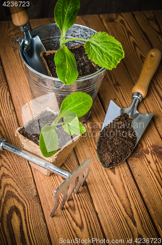 Image of Seedlings zucchini and garden tools on a wooden surface