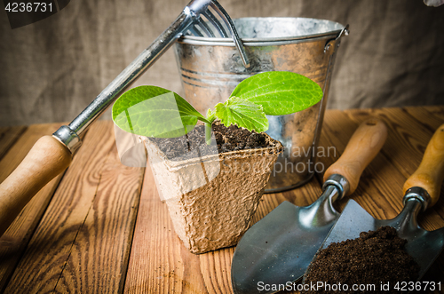 Image of Seedlings zucchini and garden tools on a wooden surface