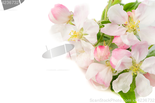 Image of Branch of a blossoming apple-tree on a white background, close-u