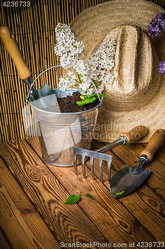 Image of Gardening tools and a branch of a blossoming white lilac