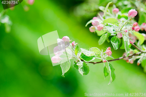 Image of A branch of blossoming Apple trees in springtime, close-up