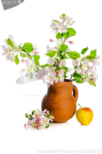Image of Branch of blossoming apple-tree in clay pitcher on white backgro