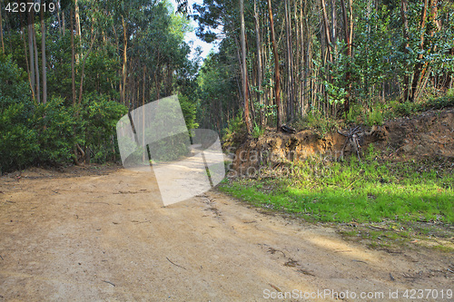 Image of Road in a green forest in the spring