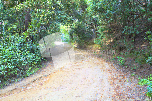 Image of Road in a green forest in the spring