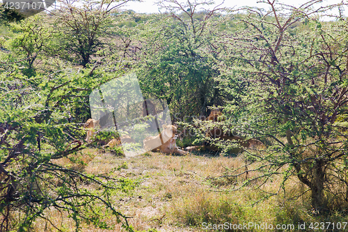 Image of pride of lions resting in savannah at africa