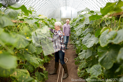 Image of happy senior couple working at farm greenhouse