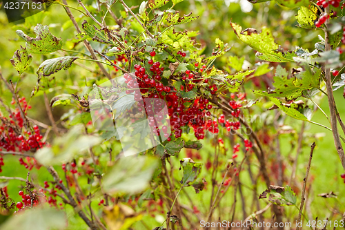 Image of red currant bush at summer garden 