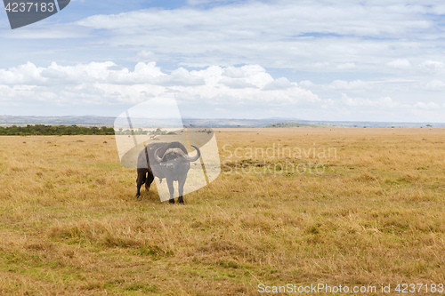 Image of buffalo bull grazing in savannah at africa