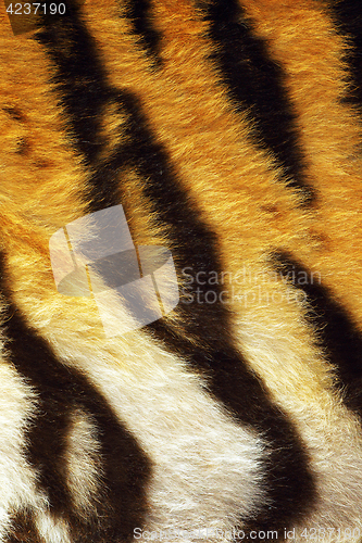 Image of closeup of tiger stripes on fur