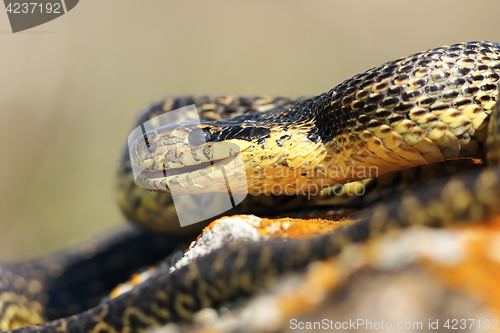 Image of close up of blotched snake head