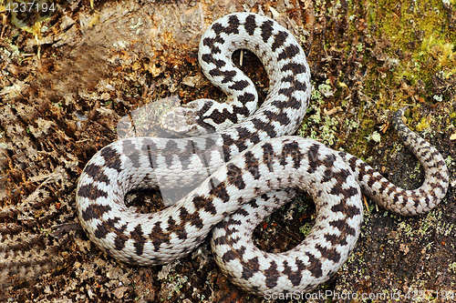 Image of beautiful common adder male