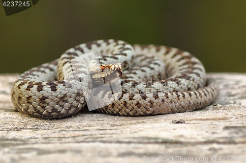 Image of european crossed adder basking on wood