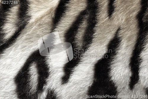 Image of black and white real pattern of tiger pelt