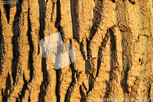 Image of tree bark texture