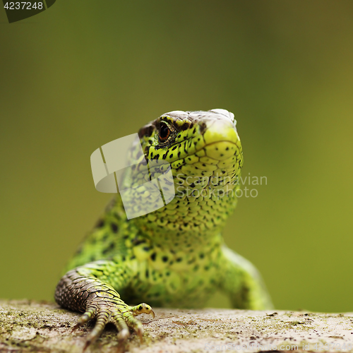Image of closeup of male sand lizard