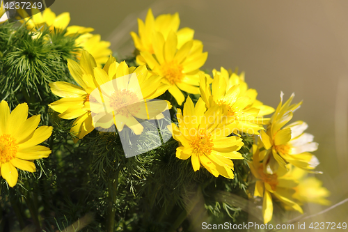 Image of yellow pheasant\'s eye flowers