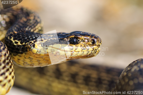 Image of macro portrait of beautiful european snake