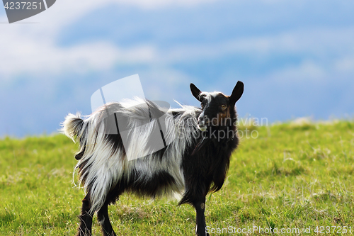 Image of mottled goat on green lawn