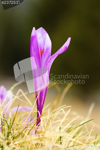 Image of detail of saffron crocus