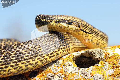 Image of blotched snake ready to attack