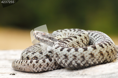 Image of beautiful common crossed viper basking on wood stump