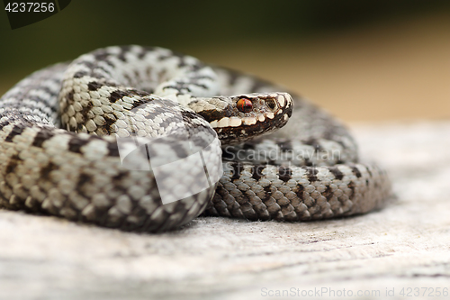 Image of closeup of beautiful male common adder