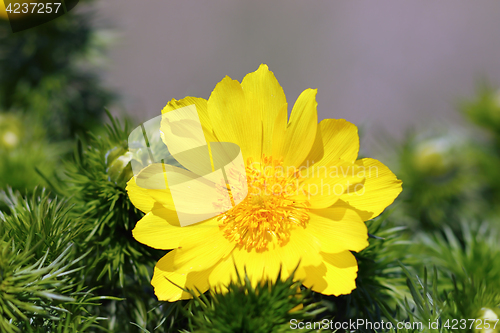 Image of closeup of pheasant s eye flower