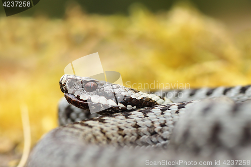 Image of portrait of male Vipera berus