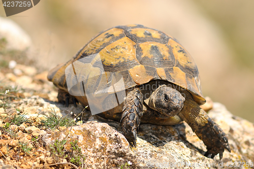 Image of closeup of wild Testudo graeca