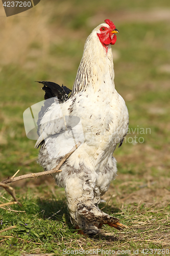 Image of big rooster on green lawn