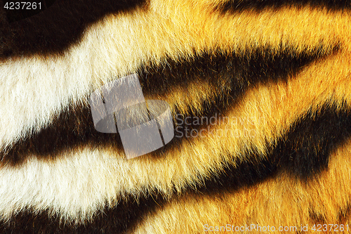 Image of detail of tiger fur texture