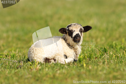 Image of cute mottled lamb