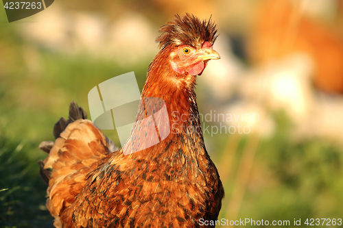 Image of shaggy hen portrait