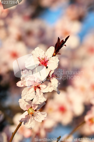 Image of beautiful japanese cherry tree flowers