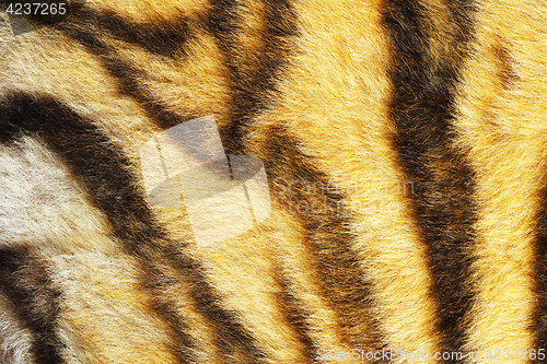 Image of close up of real tiger stripes