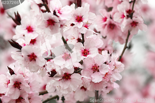 Image of detail of japanese cherry tree flowers