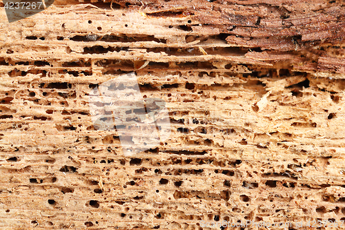 Image of detail of fir wood damaged by fungus and insects