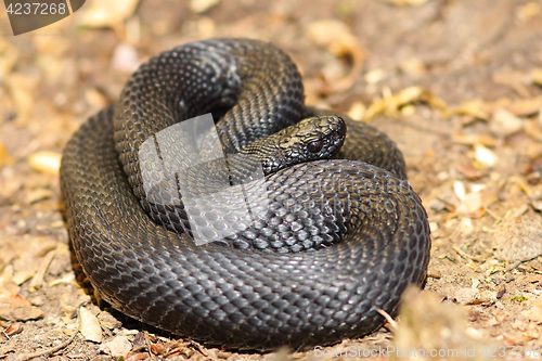 Image of black nikolskii adder on the ground