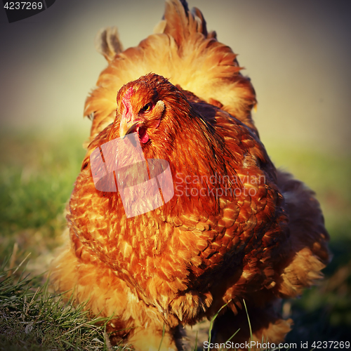 Image of closeup of brown large hen