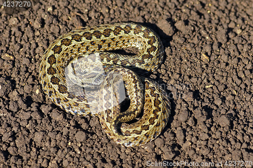 Image of meadow viper on the ground