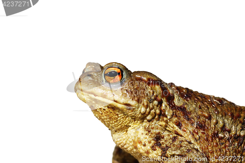 Image of isolated closeup of brown common toad