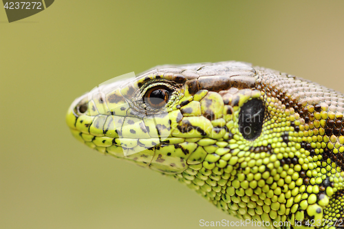 Image of detailed portrait of sand lizard
