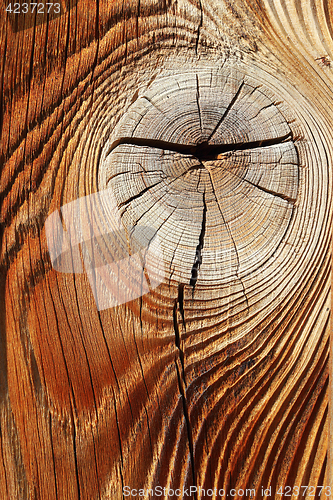 Image of detail of knotted spruce wooden surface