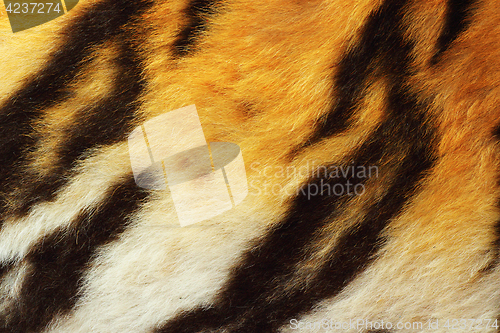 Image of detail of tiger fur