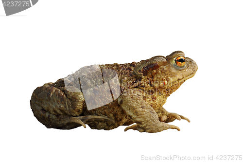 Image of isolated common brown toad